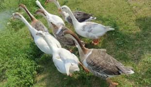 Total 8 Ducks 3 males 5 Females