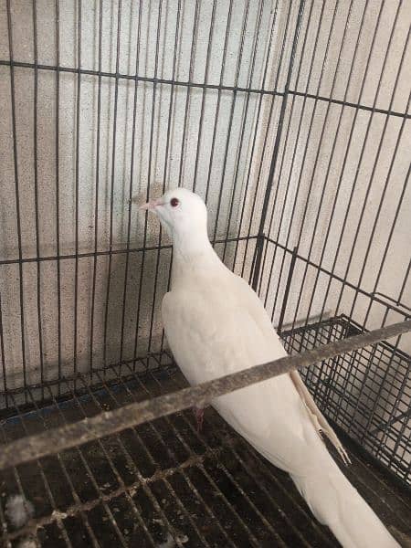 White Doves 2