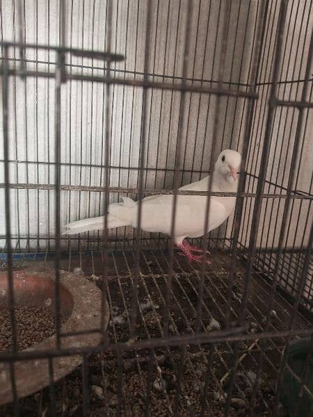 White Doves 4