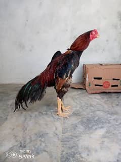 Aseel Patha Murga murghi rooster hen Madi chick egg pathi Murgha pet