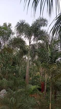 plants ficus and foxtail palm 0