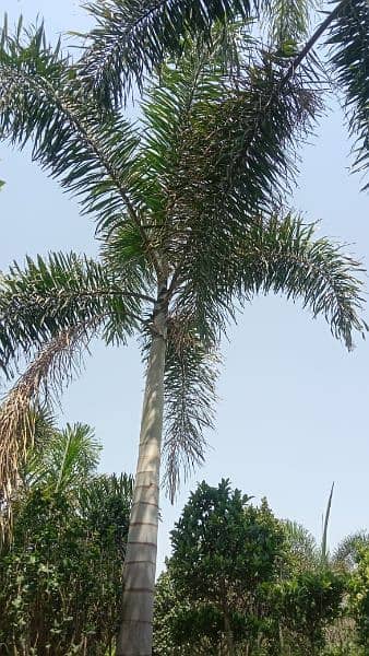 plants ficus and foxtail palm 3