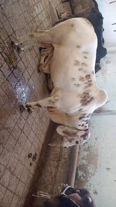 Cows Bachra Available