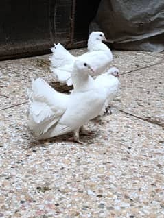 Fantail pigeons
