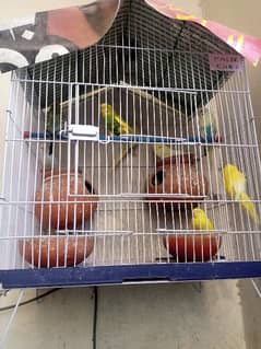 Australian parrots for sale 0