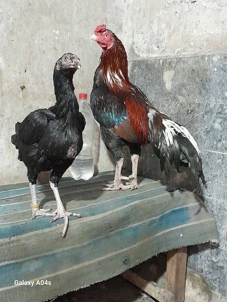 Aseel pair for sale . 0320 7329496 3