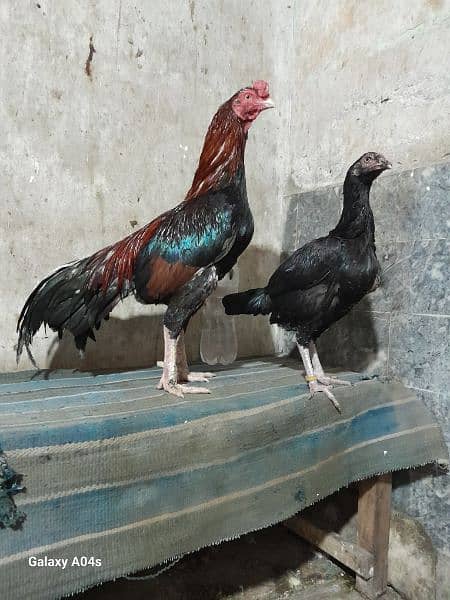 Aseel pair for sale . 0320 7329496 4
