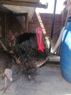 Turkey bird for sale