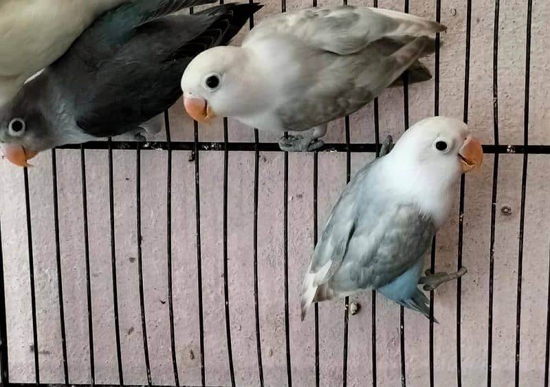 green opaline pestal split albino black move 3