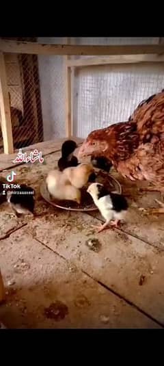 chicks Aseel murgi murga for sale