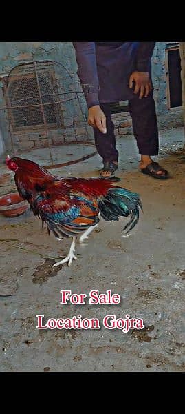 aseel mianwali chick Or baki sab male female for sale hy 6