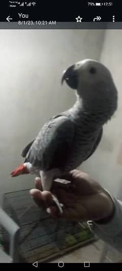 African Grey parrot. . .