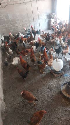 Golden Misri hen / hen for sale / hens / مرغیاں