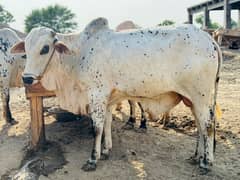Qurbani cow for sale 0