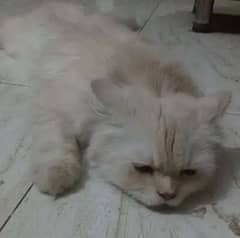 Persian male cat call and masseg on whatsup