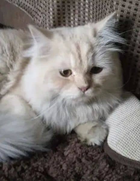 Persian male cat call and masseg on whatsup 1