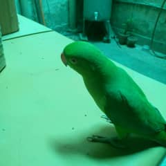 female parrot for sale