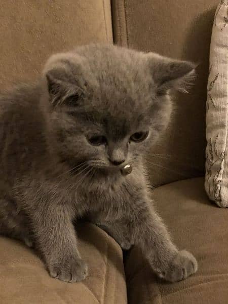 British shorthair cat for sale 2