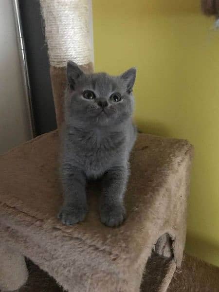 British shorthair cat for sale 8