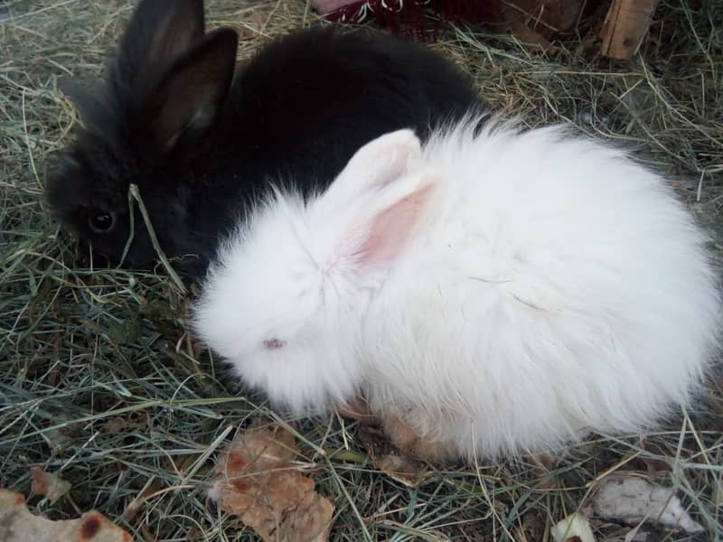 White Angora Rabbits Bunny 03334634173 6