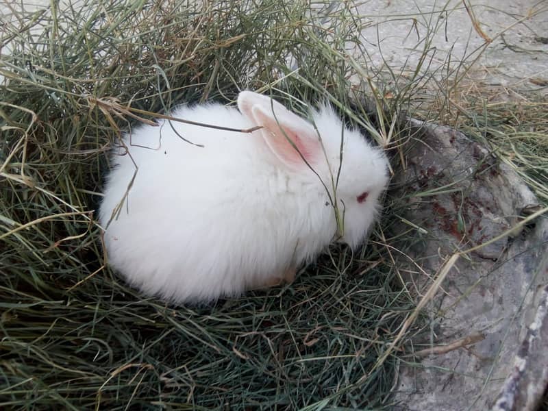 White Angora Rabbits Bunny 03334634173 3