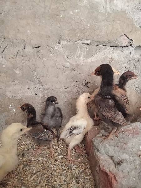 Aseel Chicks 7