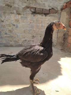 Asee chiks available for sale 03145330828