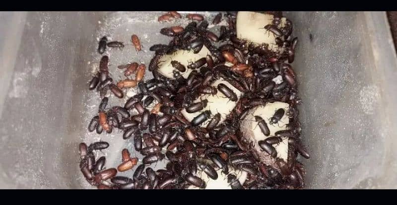 mealworms and darkling beetles 5