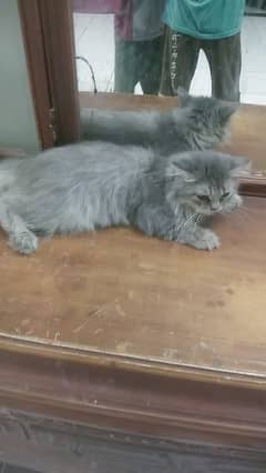 Persian  cat (Female) age 1 year 0