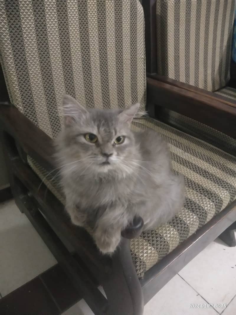 Persian  cat (Female) age 1 year 1