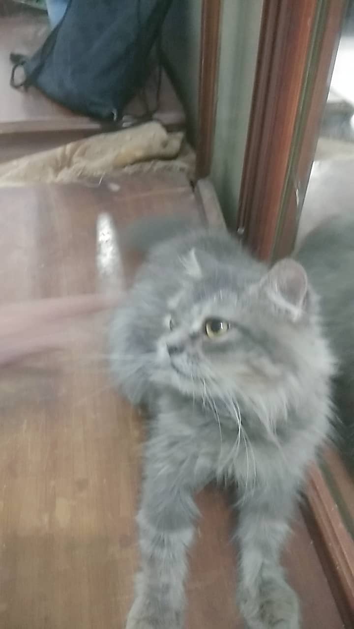 Persian  cat (Female) age 1 year 2