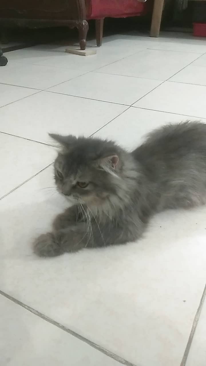 Persian  cat (Female) age 1 year 3