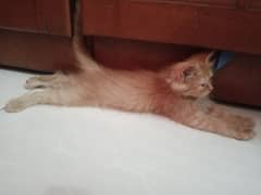 Orange Fur Kitten 0