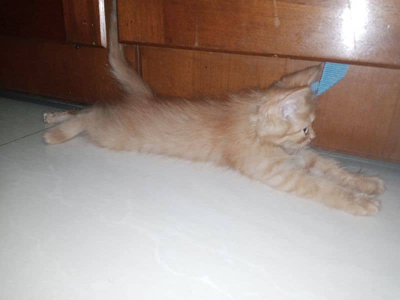 Orange Fur Kitten 1