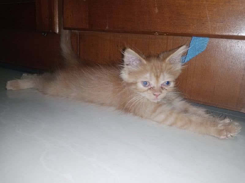 Orange Fur Kitten 2
