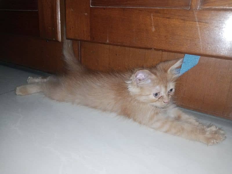 Orange Fur Kitten 3
