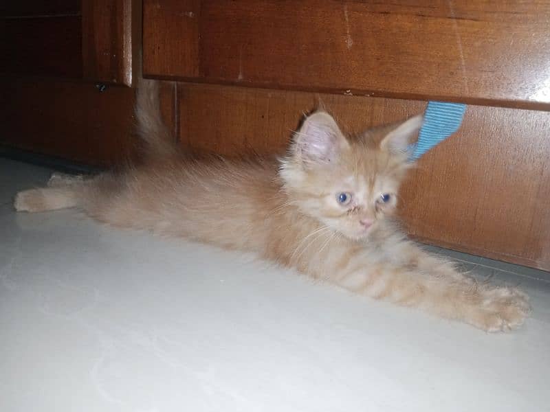 Orange Fur Kitten 4