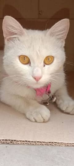 1 year Persian Female cat