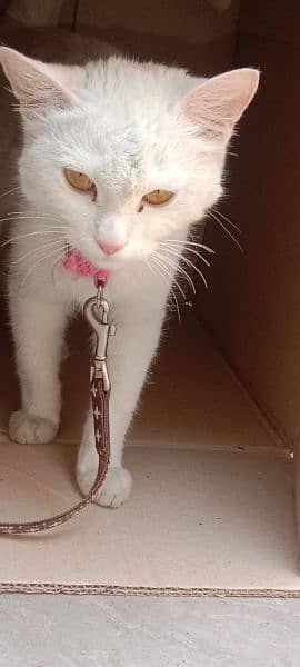 1 year Persian Female cat 1