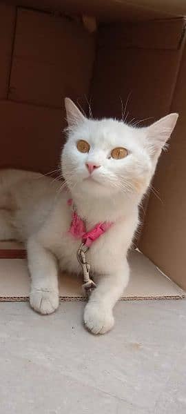 1 year Persian Female cat 2