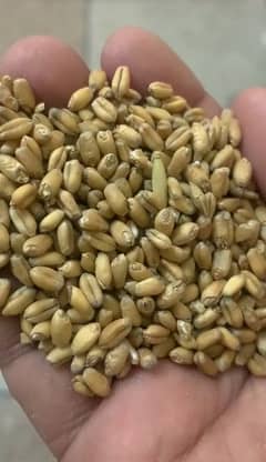 kadam for Sale
