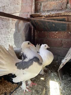 ENGLISH FANTAIL LUCKY PIGEONS PER PAIR 2200 CONTACT 0313-4098531