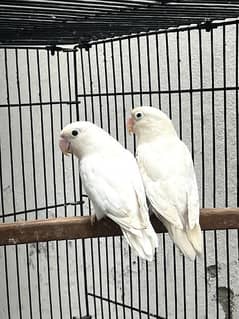 albino black eye breeder pair