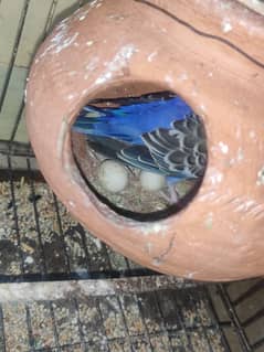 australian budgie pair for sale with house eggs