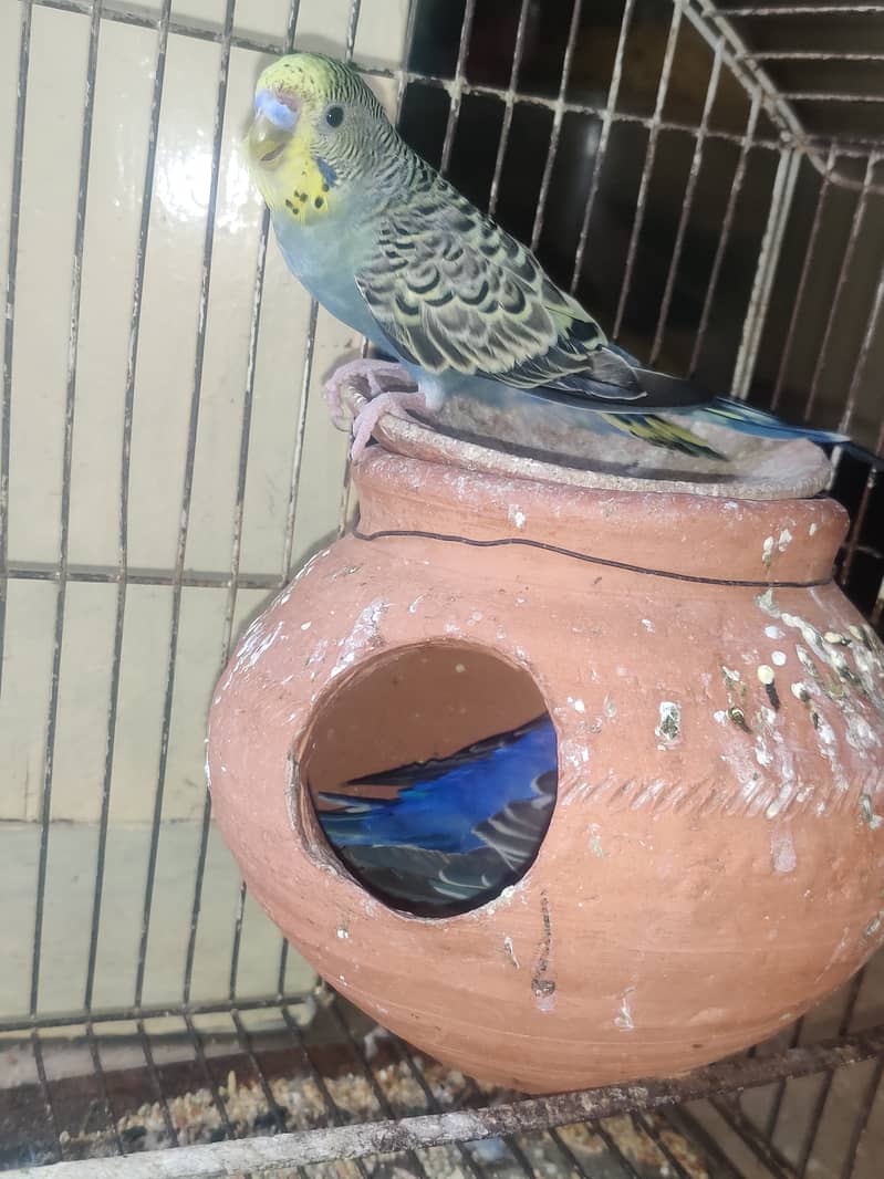 australian budgie pair for sale with house eggs 1