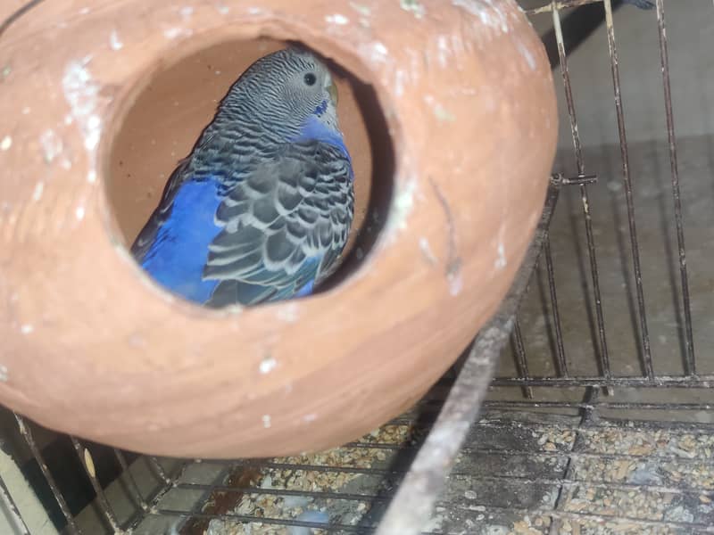 australian budgie pair for sale with house eggs 2