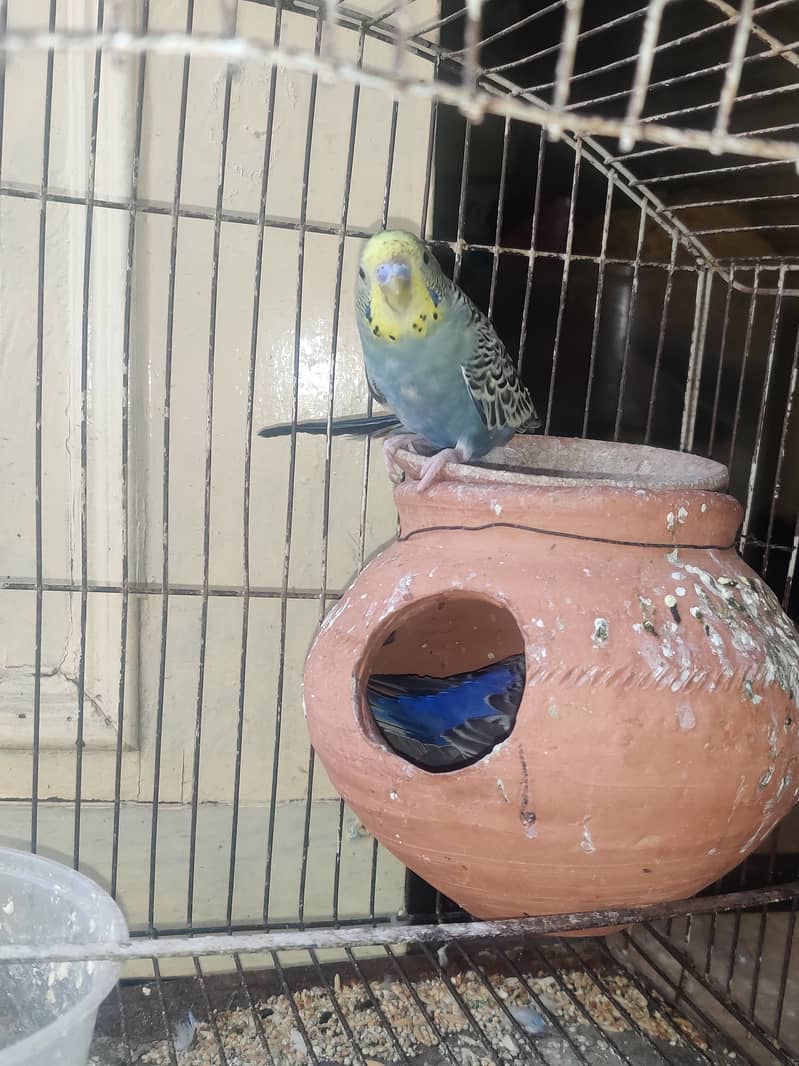 australian budgie pair for sale with house eggs 4