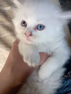 Triple coated Persian kitten/odd eyed kitten