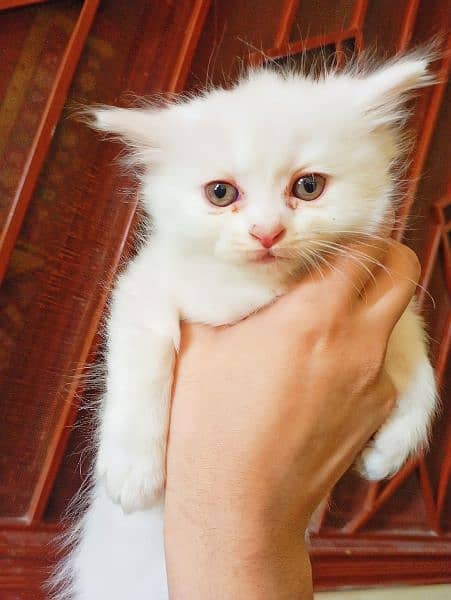 Triple coated Persian kitten/odd eyed kitten 1
