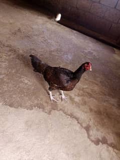 Aseel hens for sale.